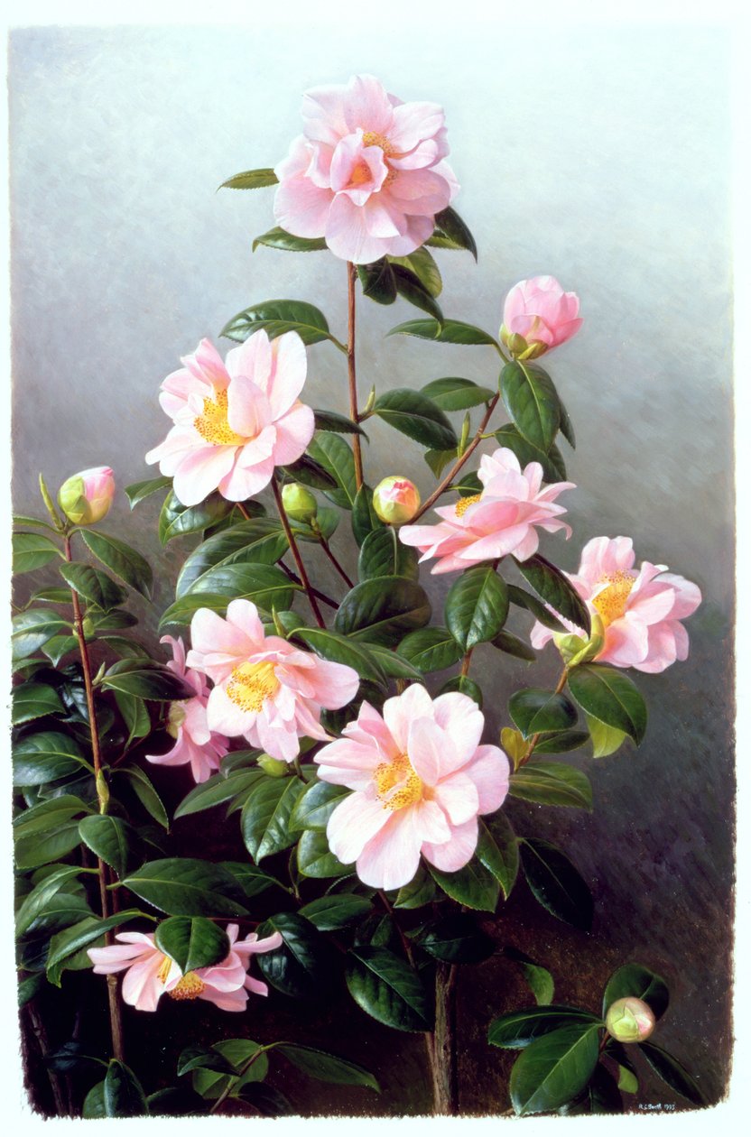 Odmiana Camellia Japonica autorstwa Raymond Booth
