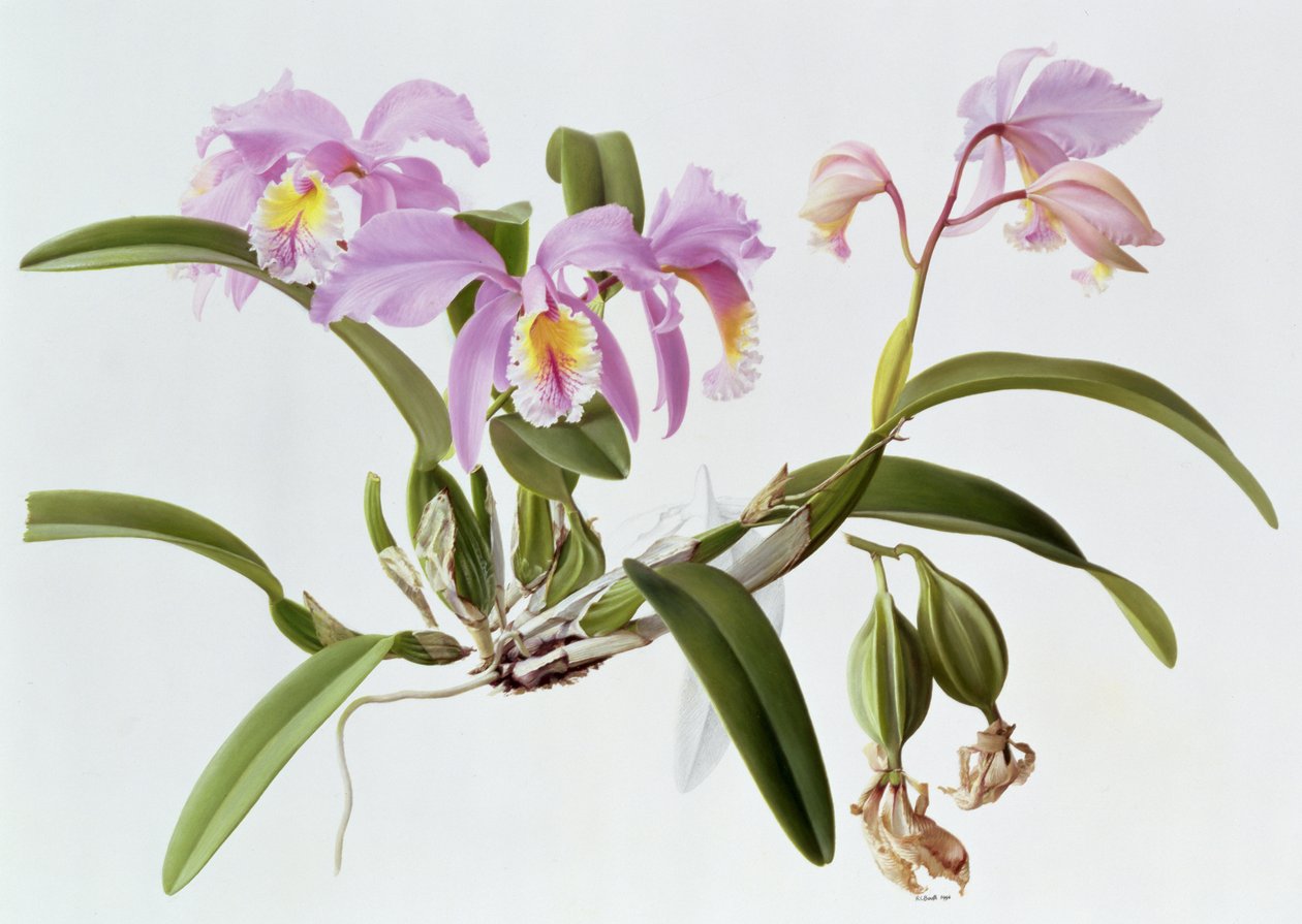 Cattleya Mossiae autorstwa Raymond Booth