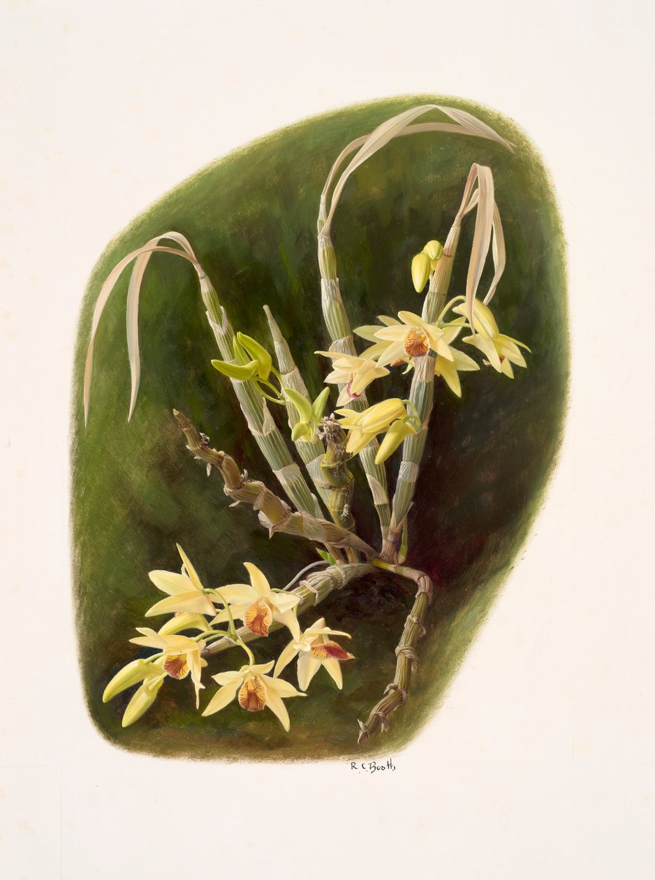 Dendrolium aureum (olej na papierze) autorstwa Raymond Booth