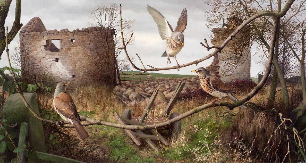 Fieldfares w Eccup, West Yorkshire autorstwa Raymond Booth