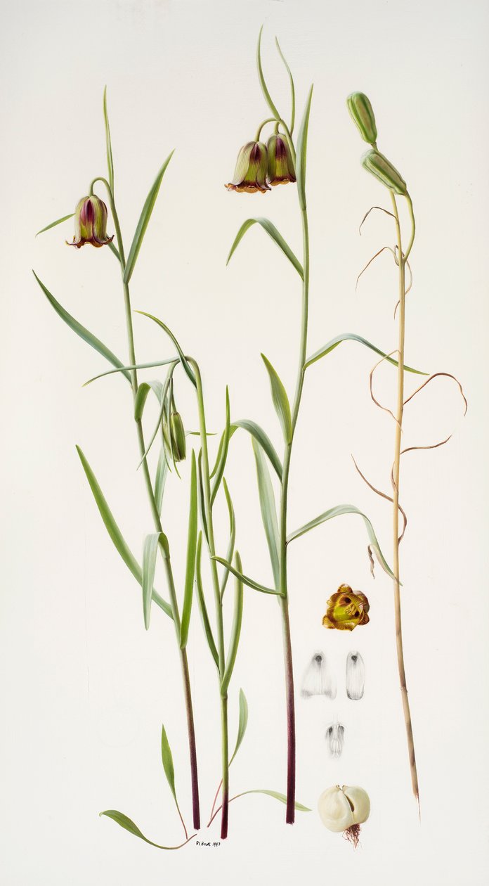 Fritillaria autorstwa Raymond Booth