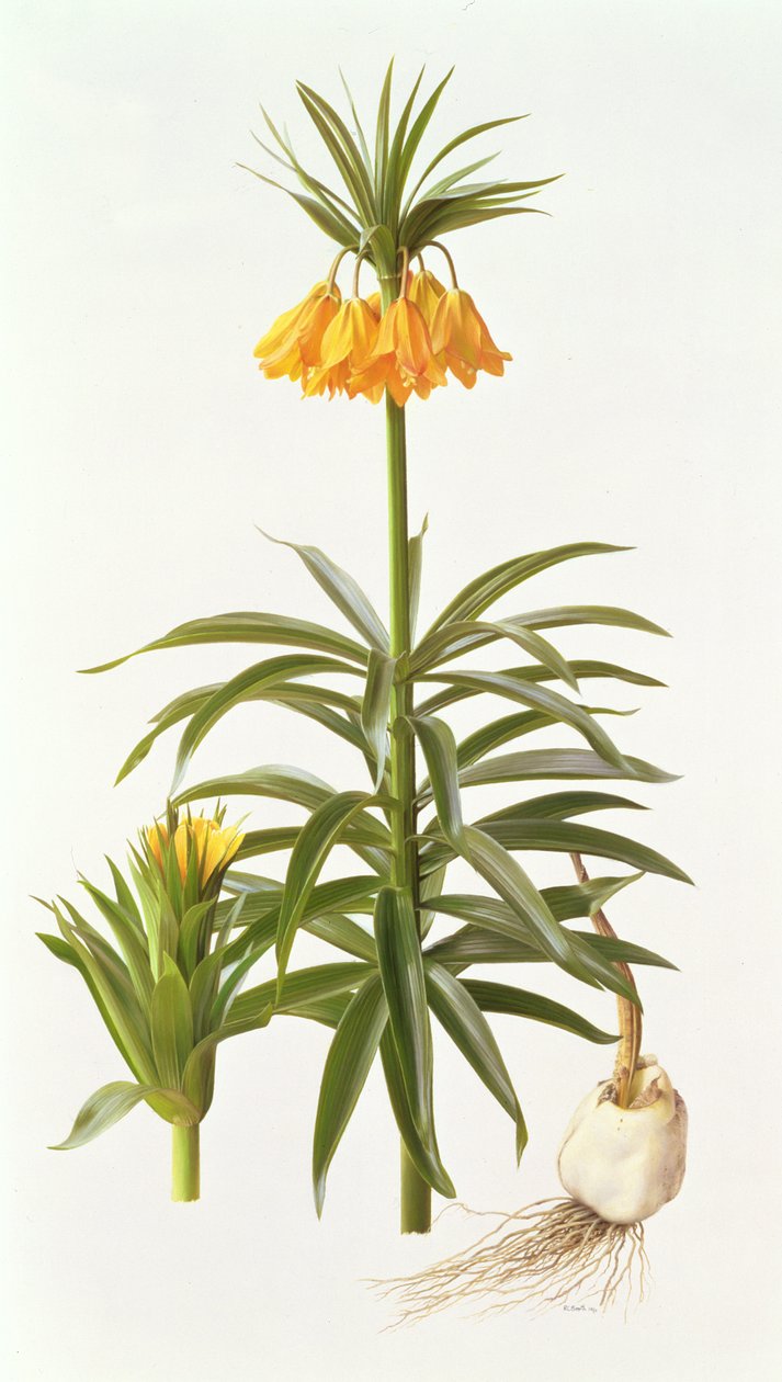 Fritillaria Eduardii autorstwa Raymond Booth