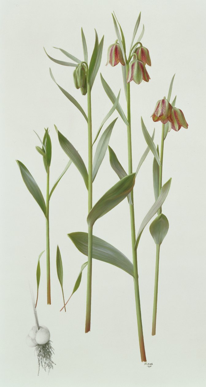 Fritillaria Hermonis Amana autorstwa Raymond Booth