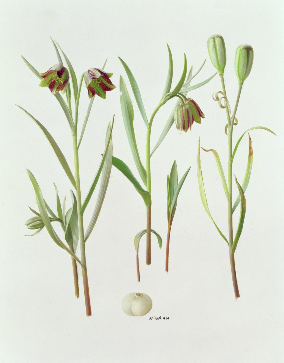 Fritillaria Kurdica autorstwa Raymond Booth