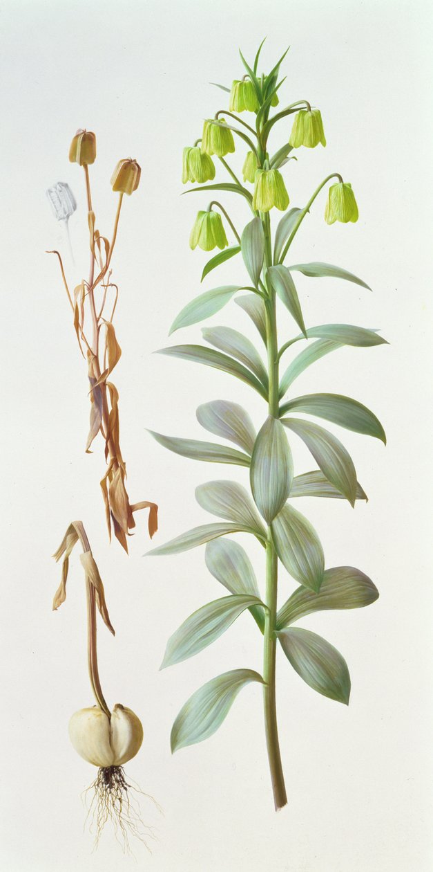 Fritillaria pallidiflora autorstwa Raymond Booth