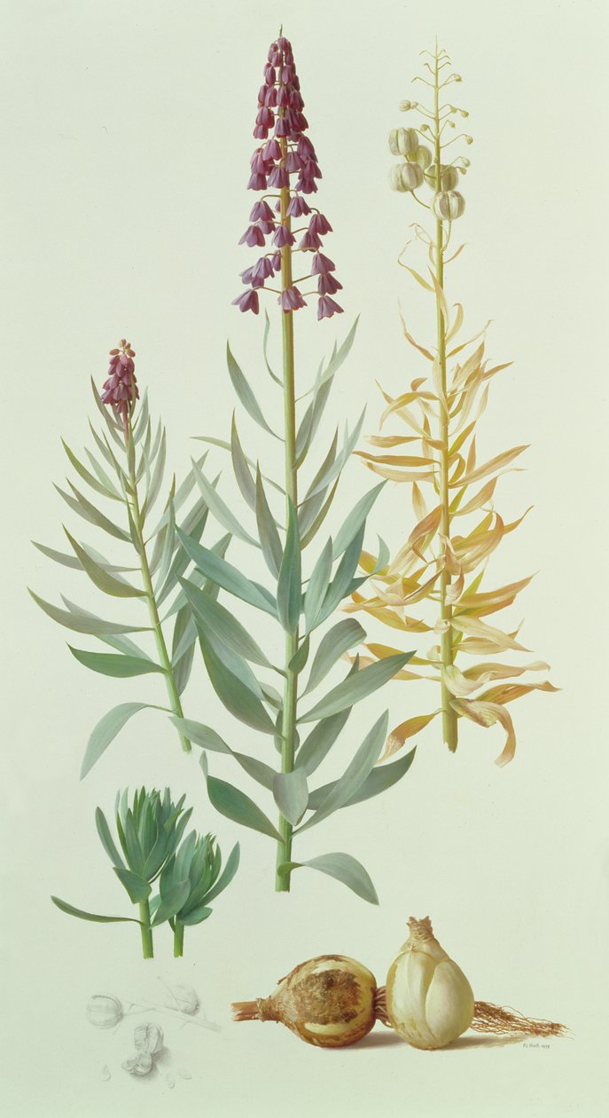Fritillaria Persica autorstwa Raymond Booth