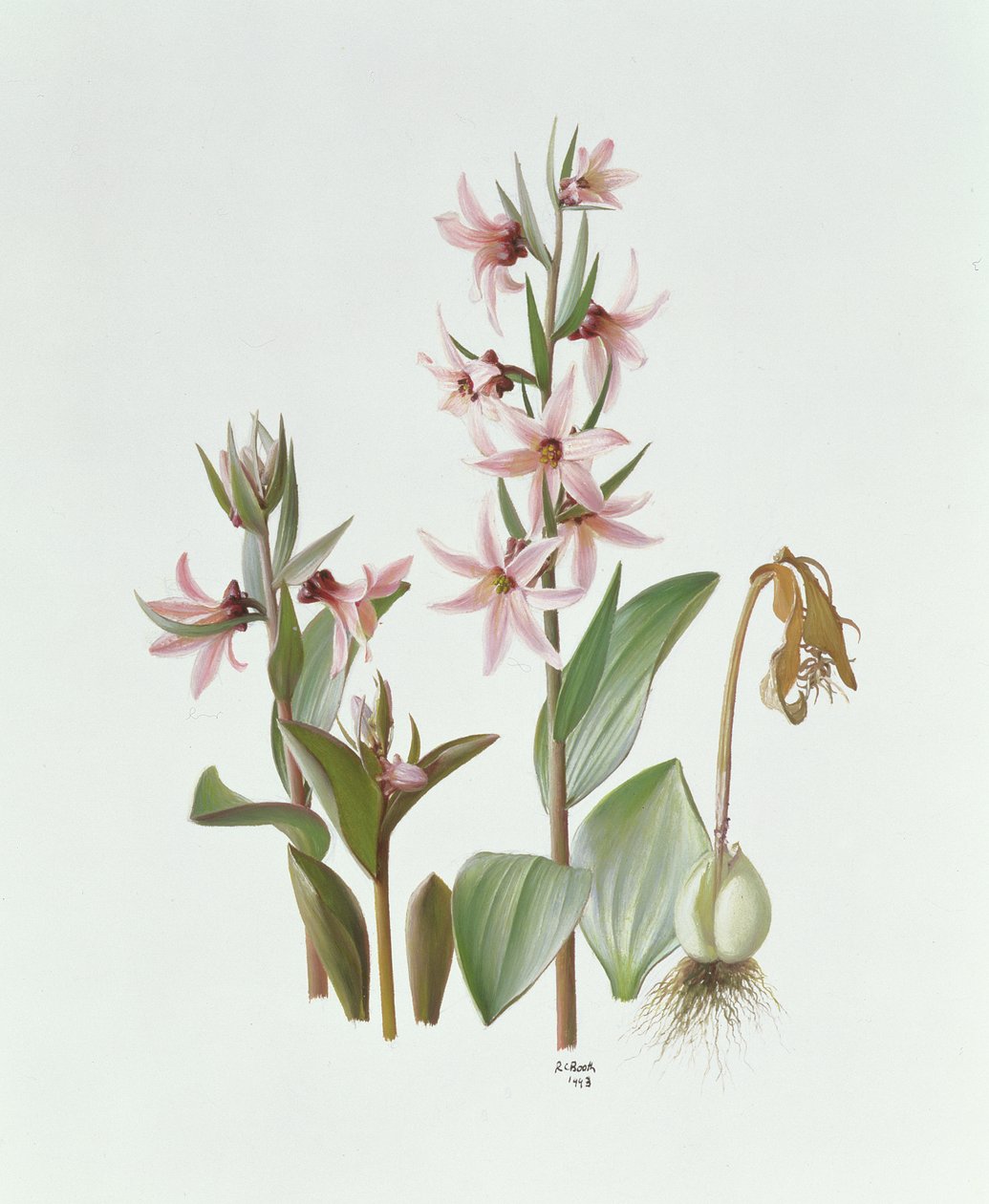 Fritillaria Stenanthera autorstwa Raymond Booth
