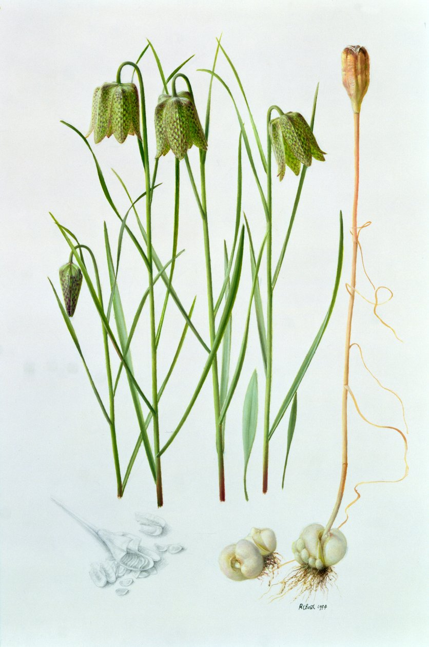 Fritillaria whittallii autorstwa Raymond Booth