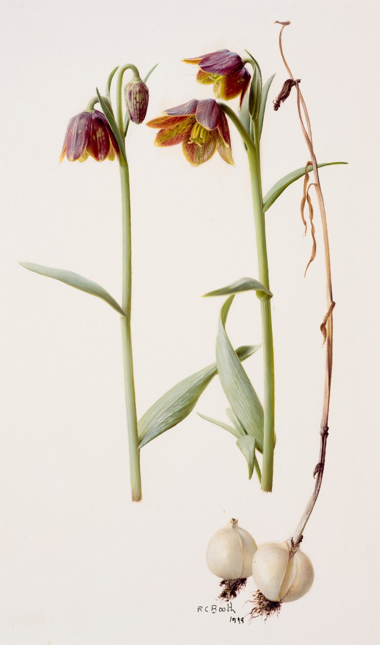 Fritillaria daviesii autorstwa Raymond Booth