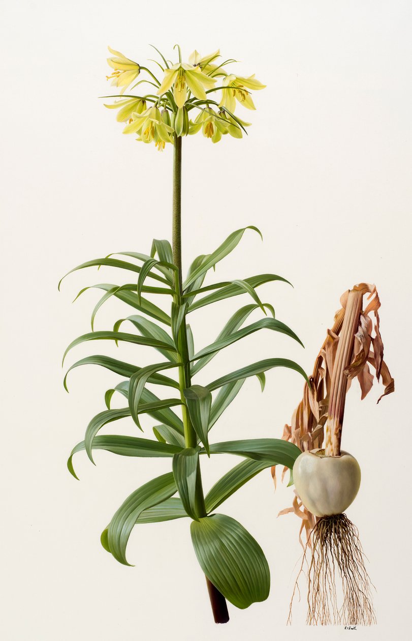 Fritillaria eduardii (olej na płycie) autorstwa Raymond Booth