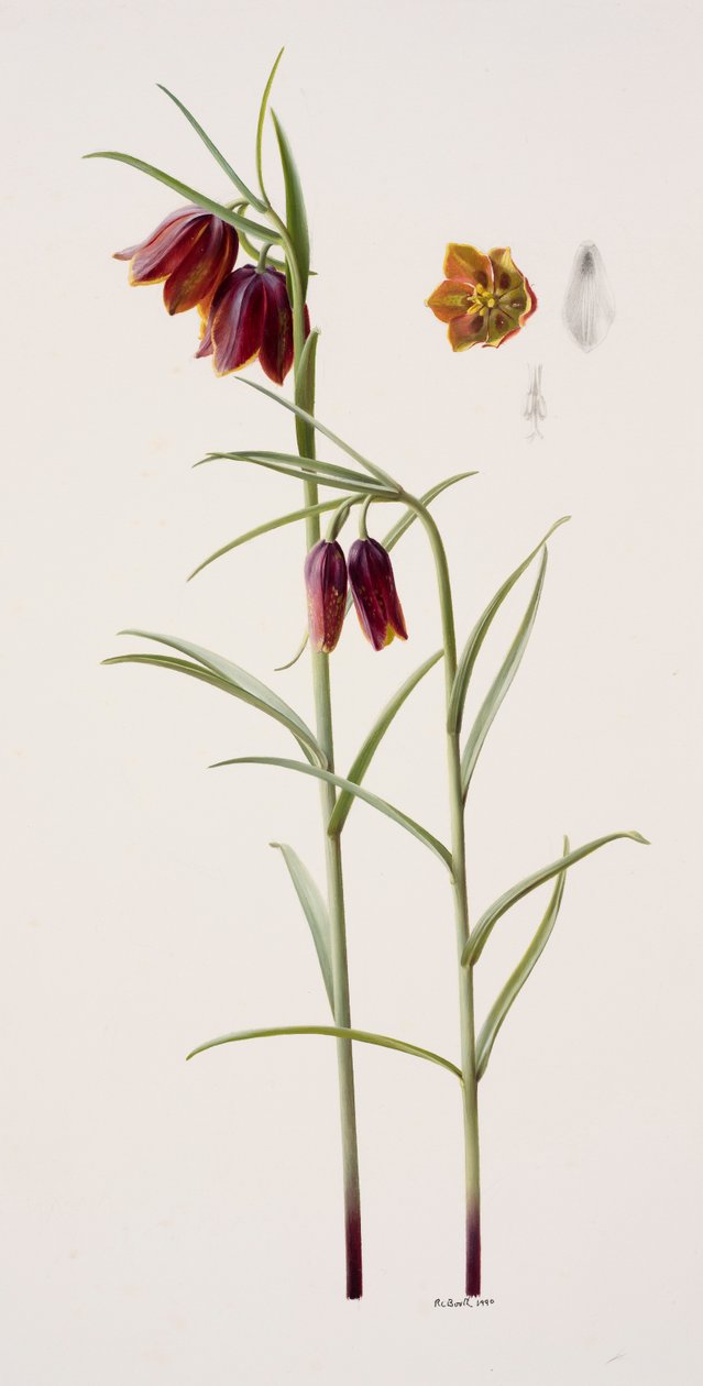 Fritillaria gracilis (olej na papierze) autorstwa Raymond Booth