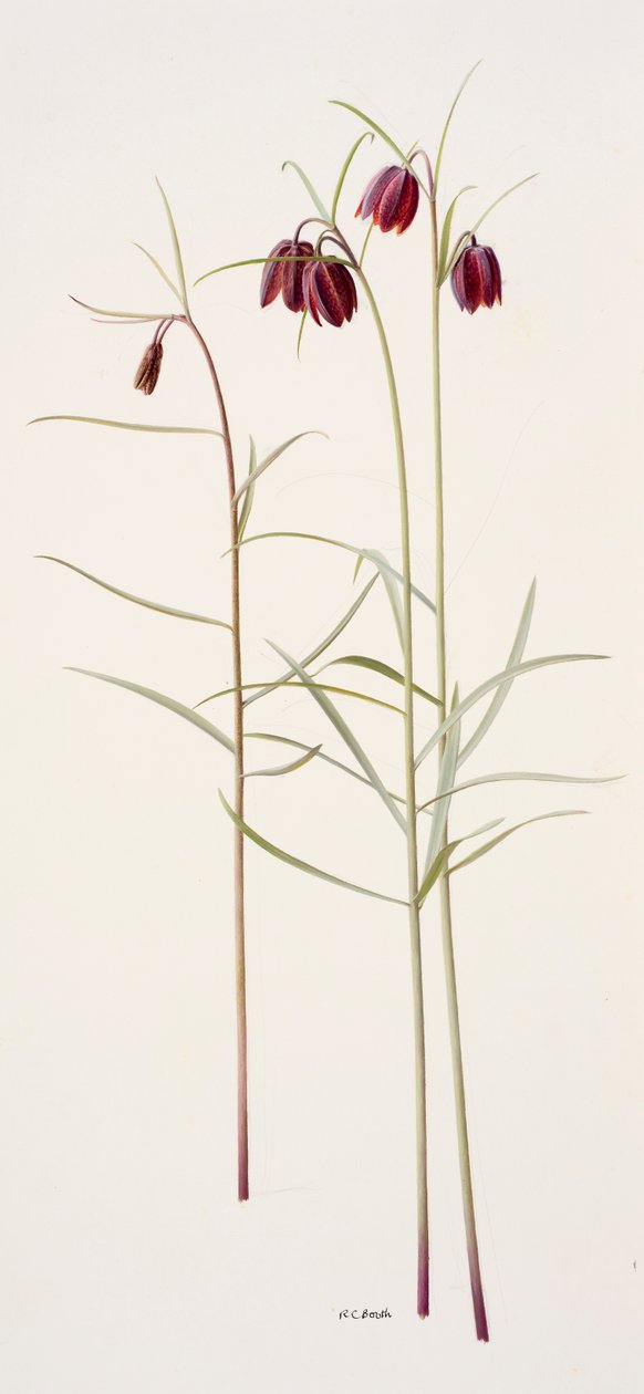 Fritillaria montana (olej na papierze) autorstwa Raymond Booth