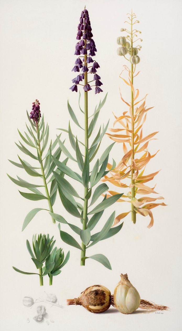 Fritillaria persica autorstwa Raymond Booth