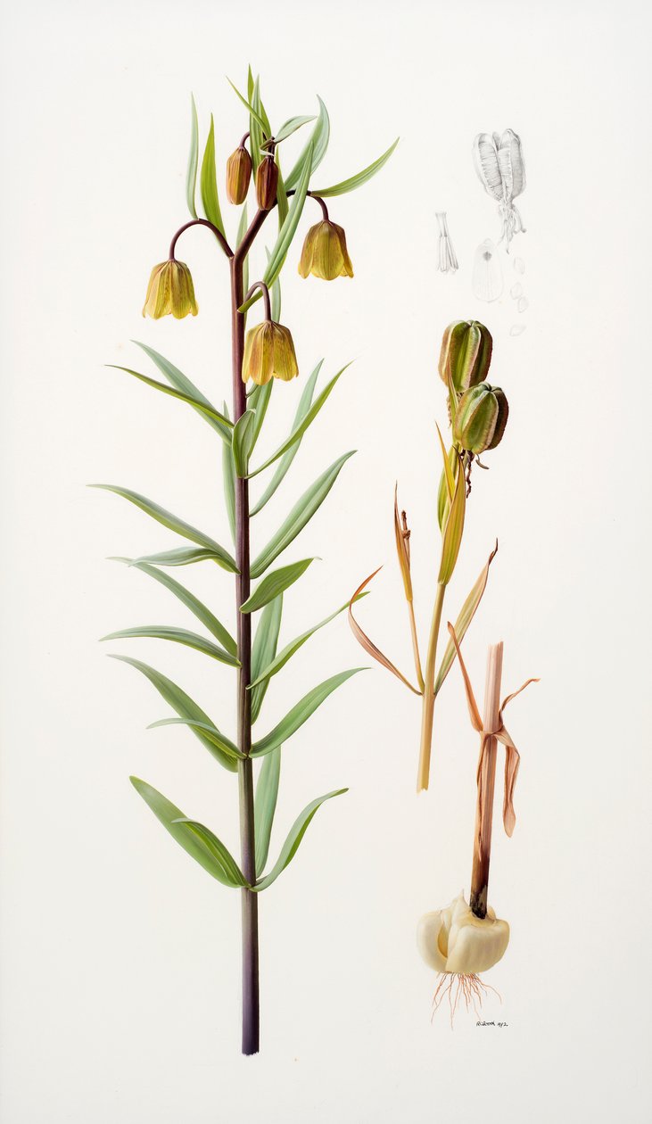Fritillaria roylei autorstwa Raymond Booth