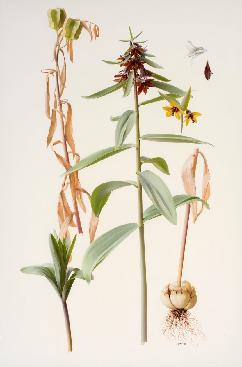 Fritillaria sewerzowii autorstwa Raymond Booth