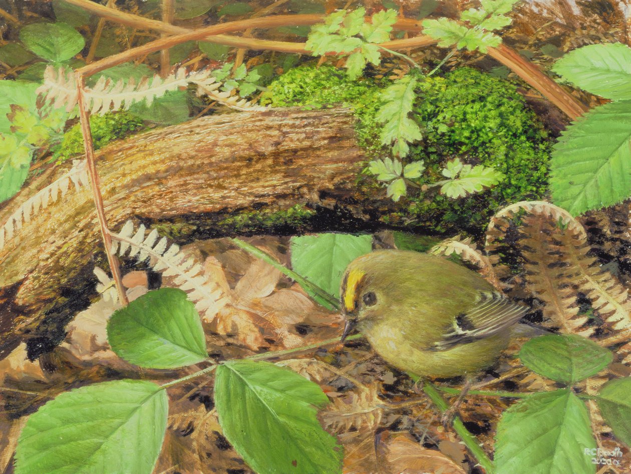 Gold Crest, 2000 (olej na płycie) autorstwa Raymond Booth