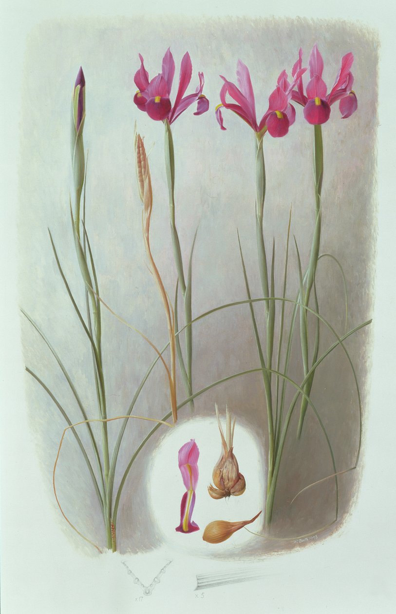 Iris filifolia autorstwa Raymond Booth
