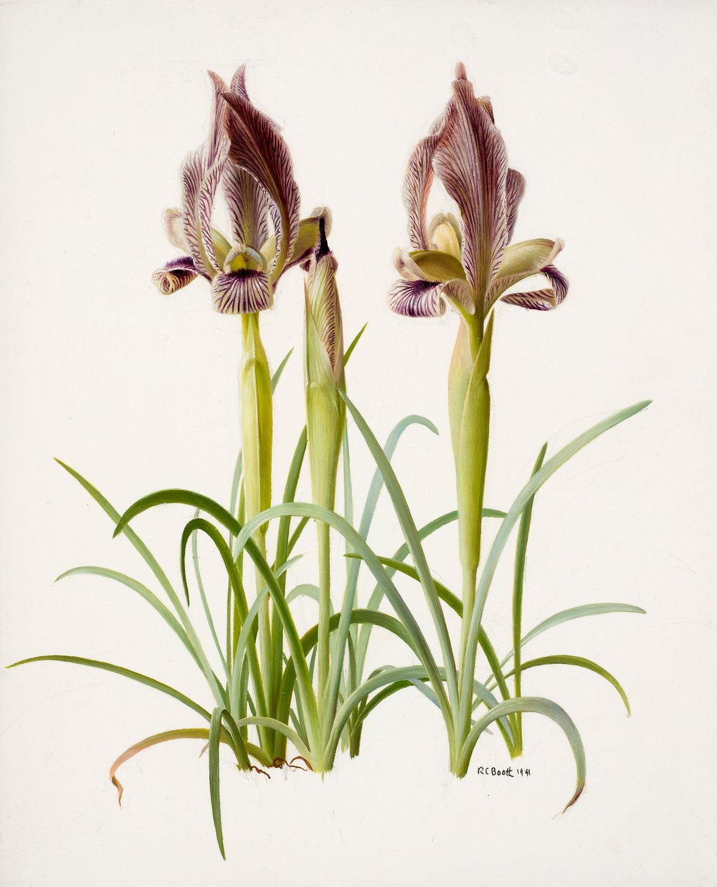 Iris acutiloba (olej na papierze) autorstwa Raymond Booth