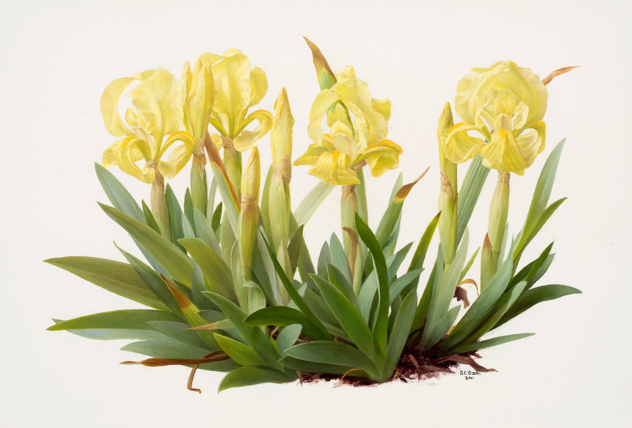 Iris lutescens (olej na papierze) autorstwa Raymond Booth