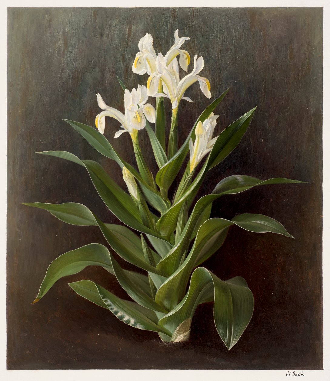 Iris willmottiana alba (olej na papierze) autorstwa Raymond Booth
