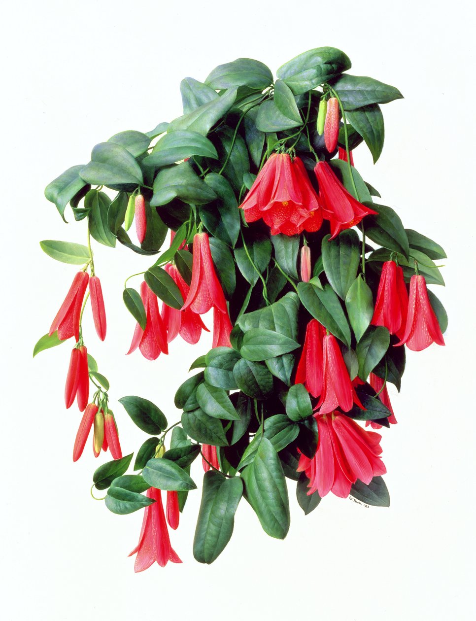 Lapegeria Rosea autorstwa Raymond Booth