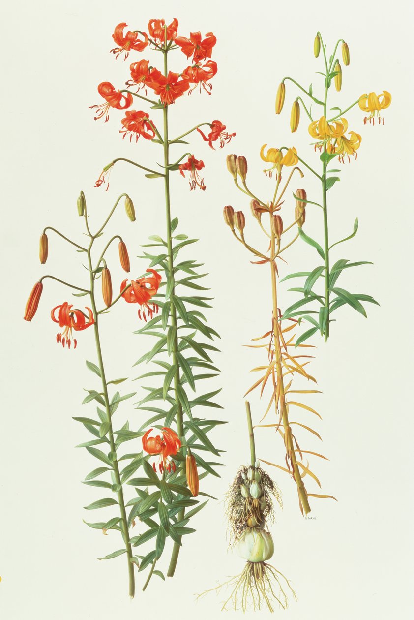 Lilium amabile autorstwa Raymond Booth