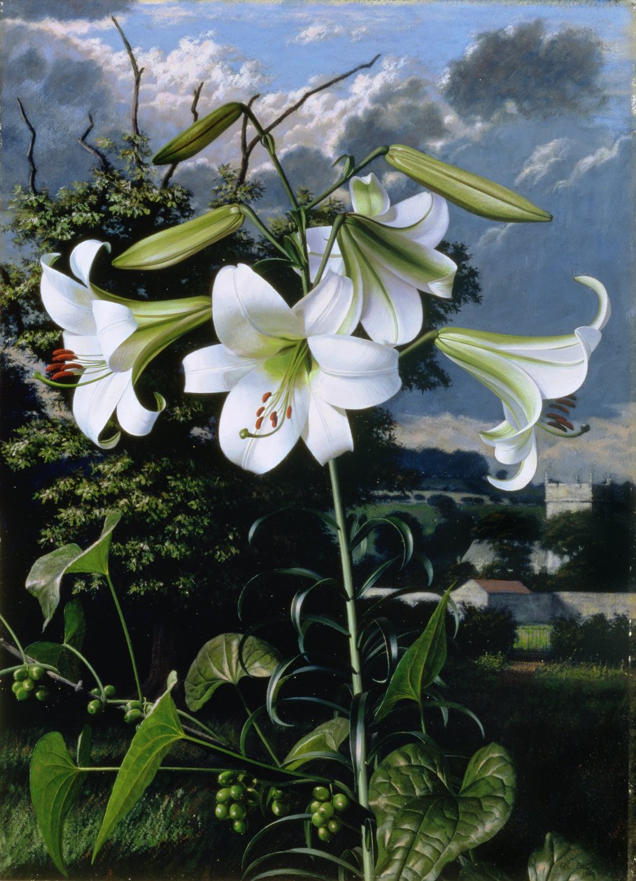 Lilium Emerald, ok. 1959 (olej na płycie) autorstwa Raymond Booth