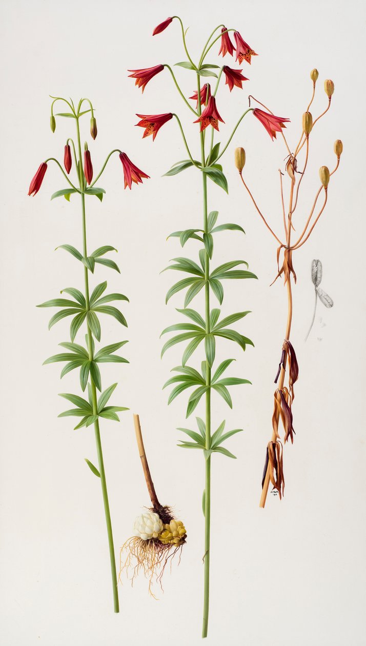 Lilium grayi autorstwa Raymond Booth