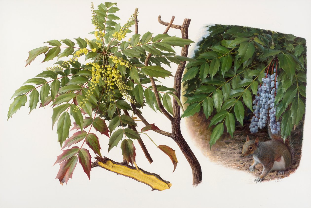 Mahonia japonica, 2008 (olej na papierze) autorstwa Raymond Booth