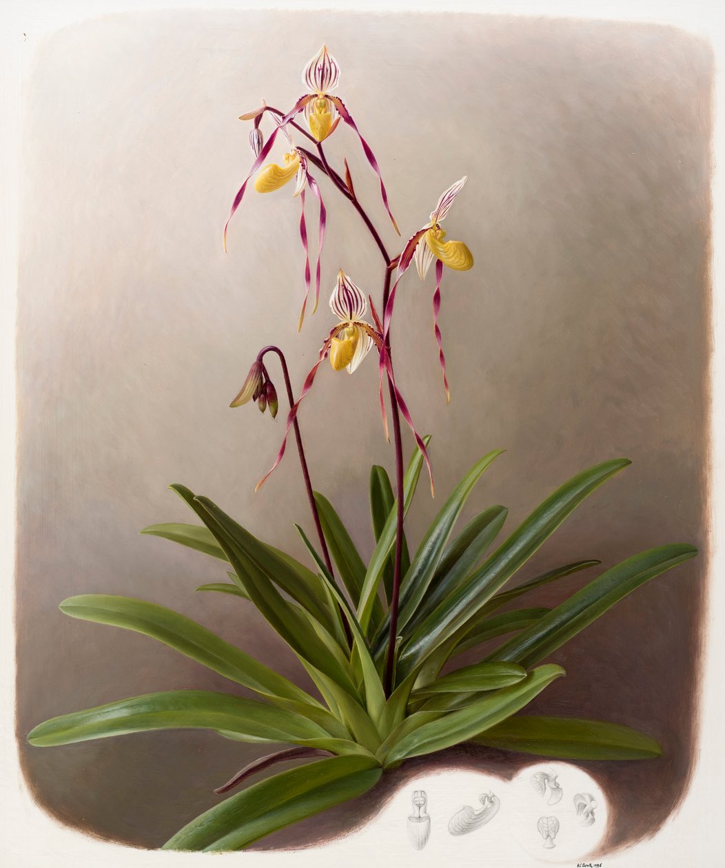 Orchidea autorstwa Raymond Booth