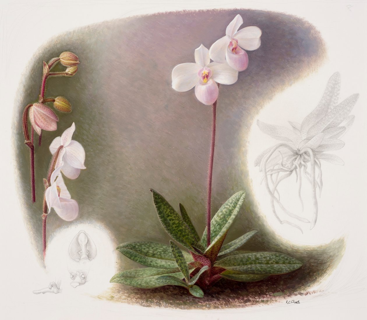 Paphiopedilium delenatii (olej na papierze) autorstwa Raymond Booth