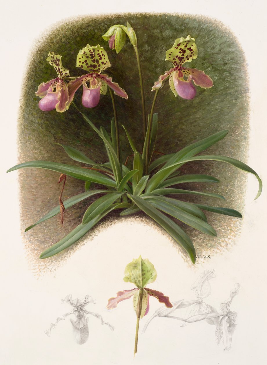 Paphiopedilium henryi (olej na papierze) autorstwa Raymond Booth