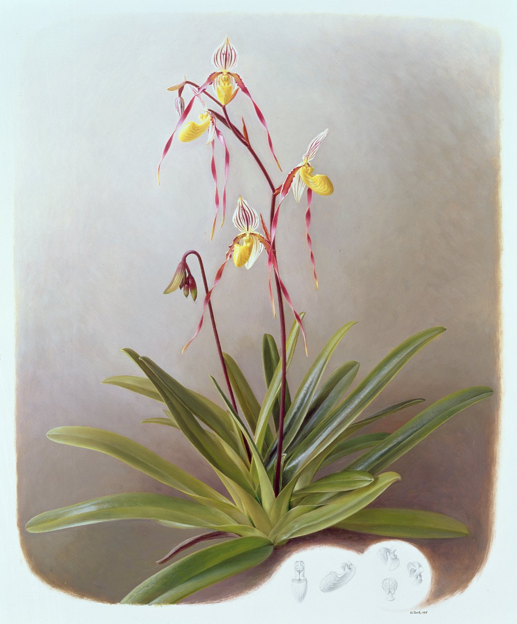 Paphiopedilum Philippinense autorstwa Raymond Booth
