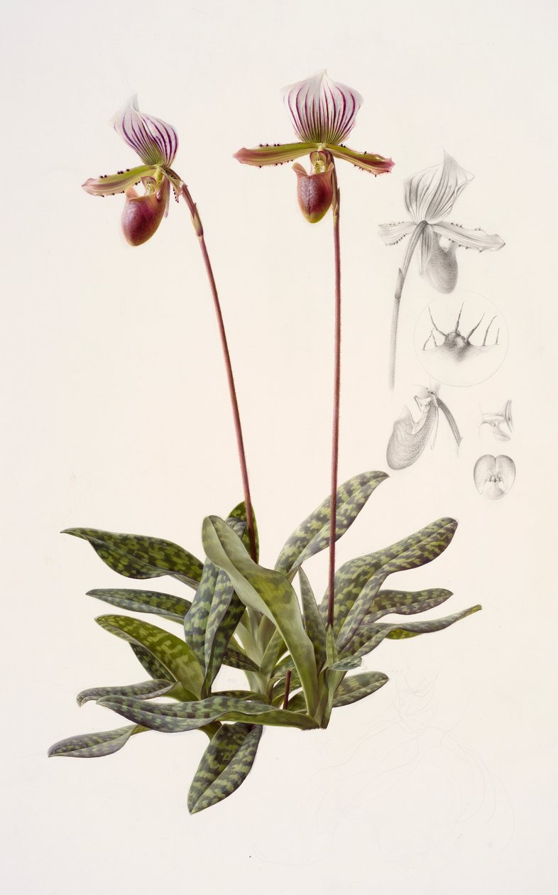 Paphiopedilum barbatum (olej na papierze) autorstwa Raymond Booth