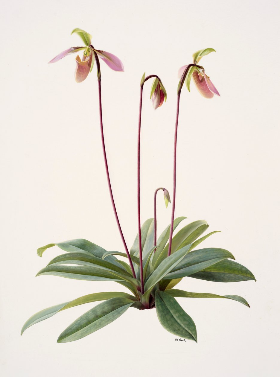 Pophiopedrium appletonianum (olej na papierze) autorstwa Raymond Booth