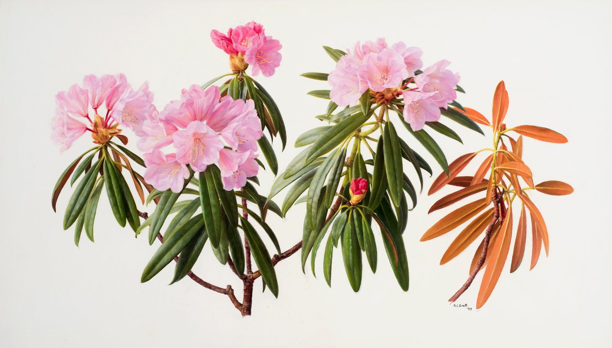 Rododendrony autorstwa Raymond Booth