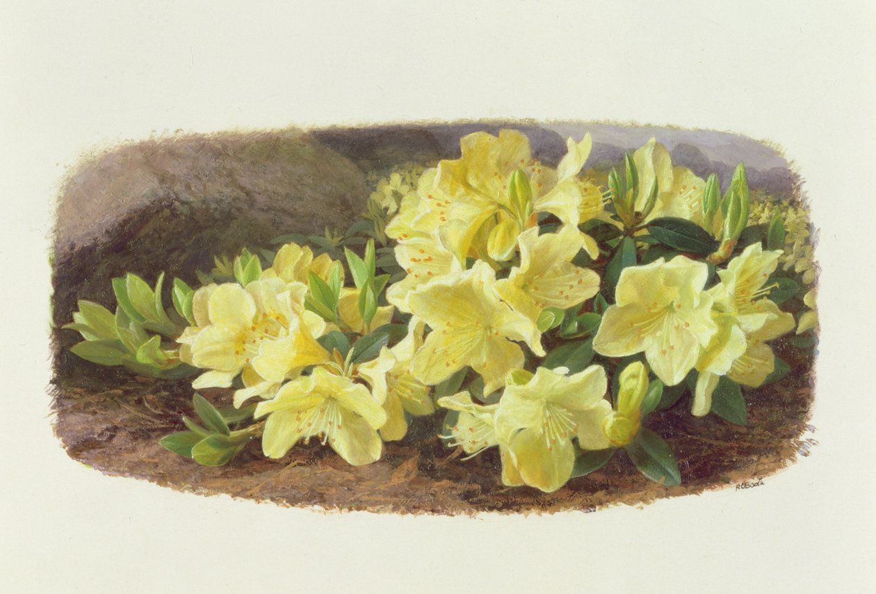 Rododendron Keiski (olej na papierze) autorstwa Raymond Booth