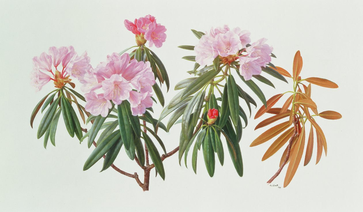 Rododendron Metternichii Micranthum autorstwa Raymond Booth