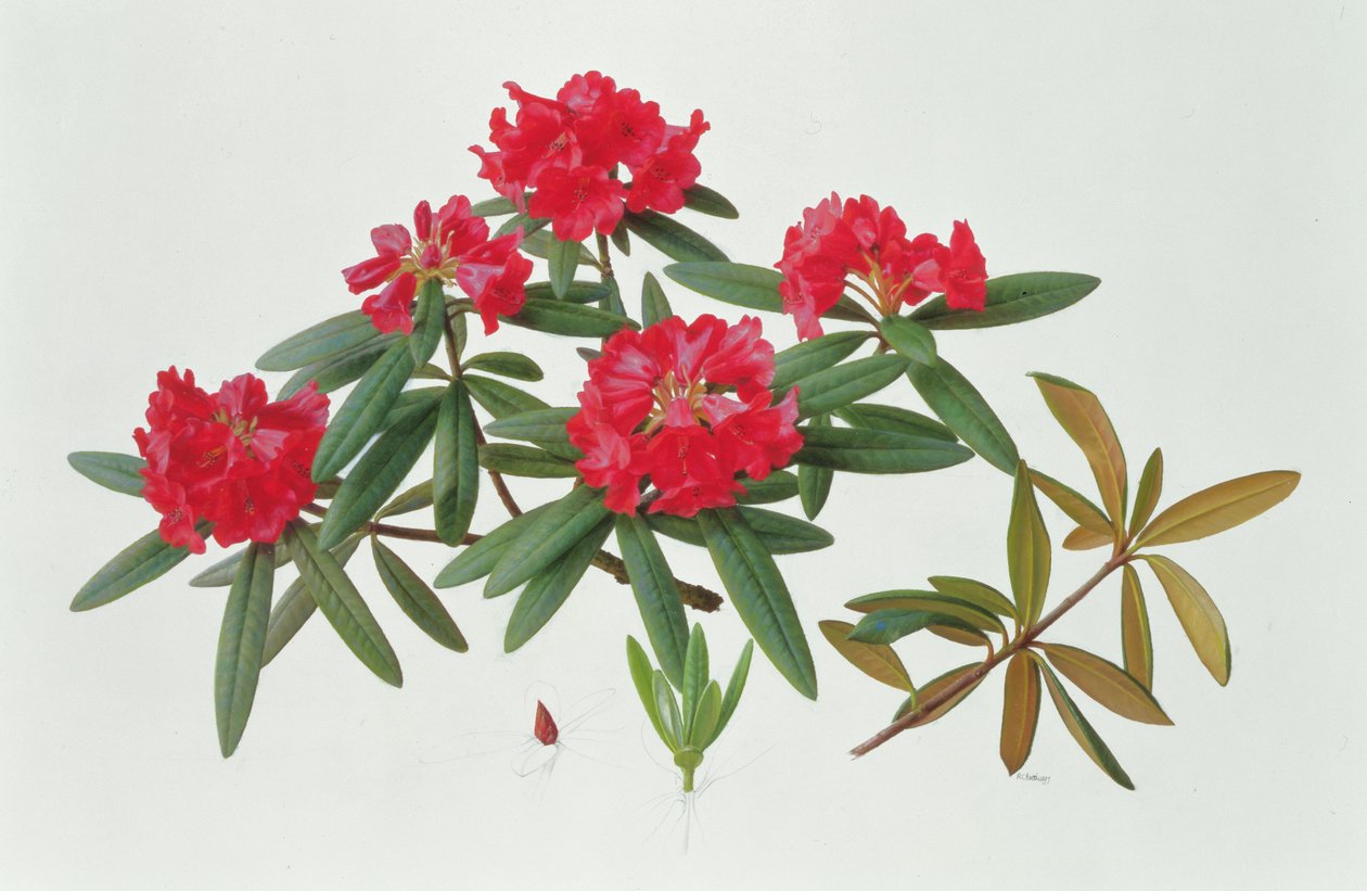 Rododendron Microgynum autorstwa Raymond Booth