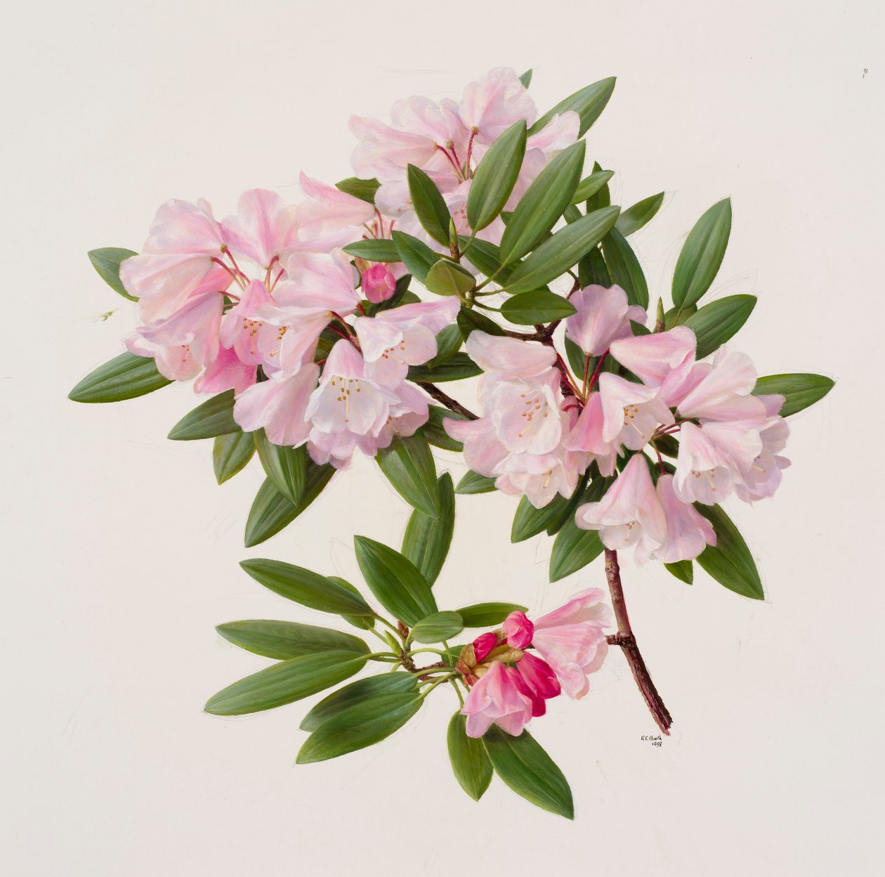 Rhododendron maculiferum anwheiense autorstwa Raymond Booth