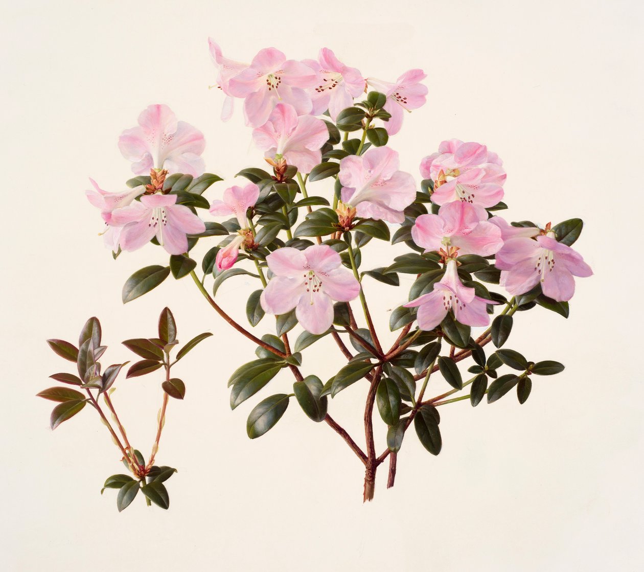 Rhododendron moupinense o różowych kwiatach (olej na papierze) autorstwa Raymond Booth