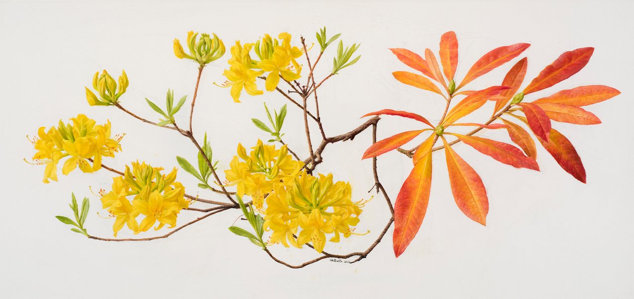 Rhododendron uteum (olej na papierze) autorstwa Raymond Booth