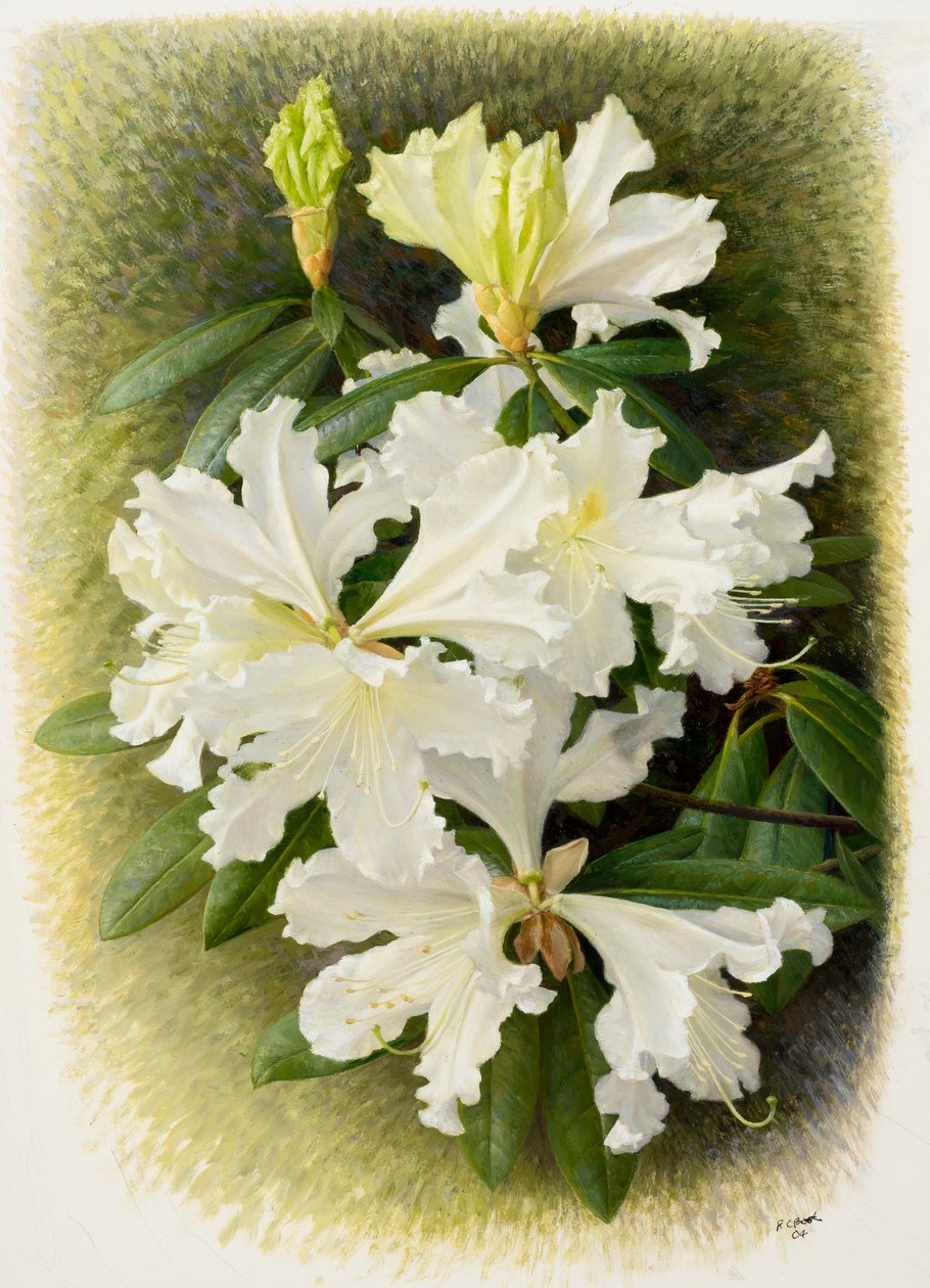Rhododendron veitchianum, 2004 (olej na papierze) autorstwa Raymond Booth