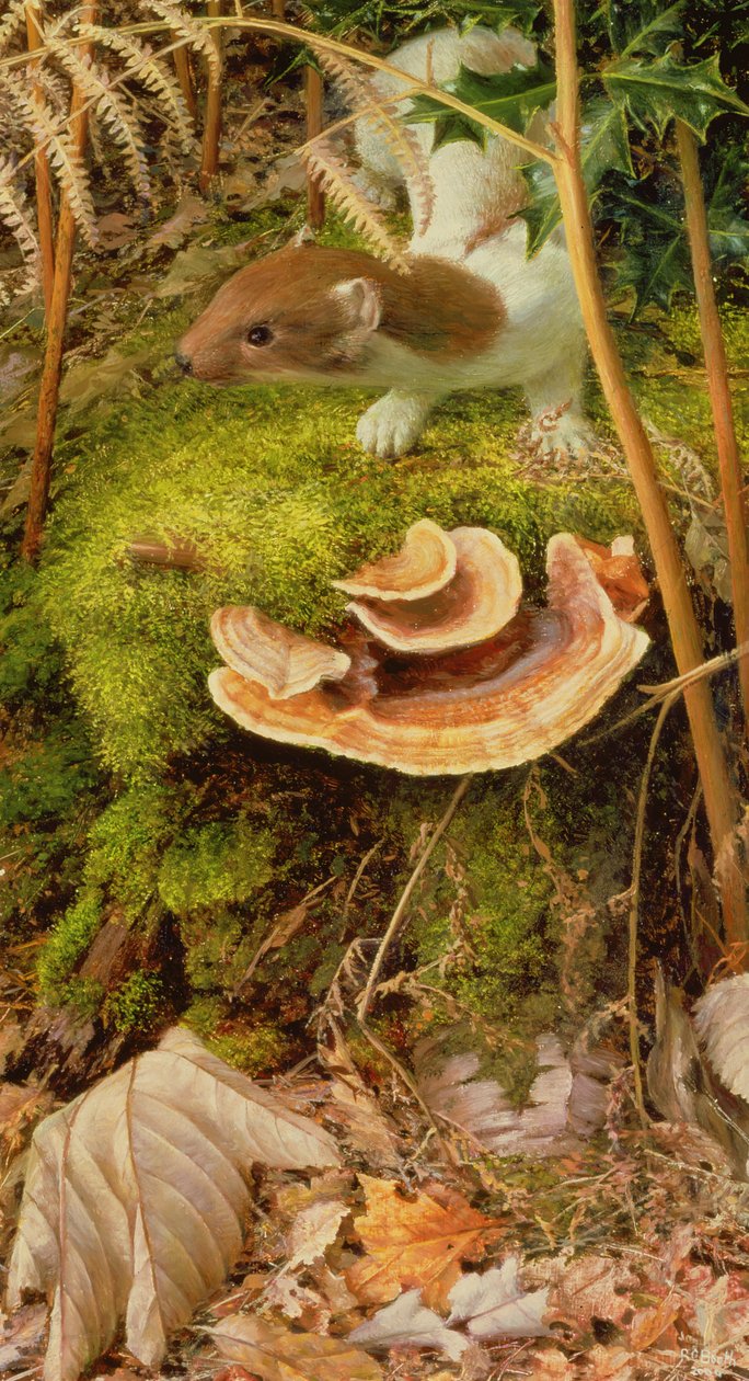 Stoat in Winter, 2000 (olej na płycie) autorstwa Raymond Booth