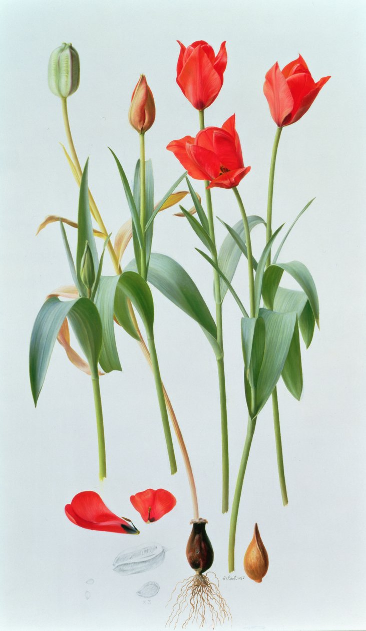 Tulipa amabilis autorstwa Raymond Booth