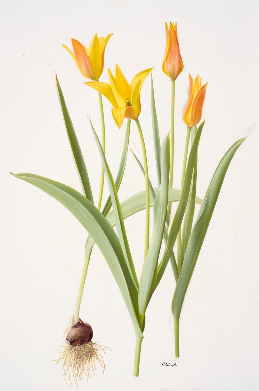 Tulipa ferganica (olej na papierze) autorstwa Raymond Booth