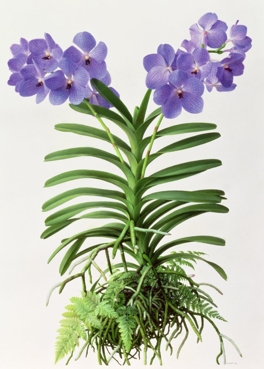 Vanda Rothschildiana autorstwa Raymond Booth