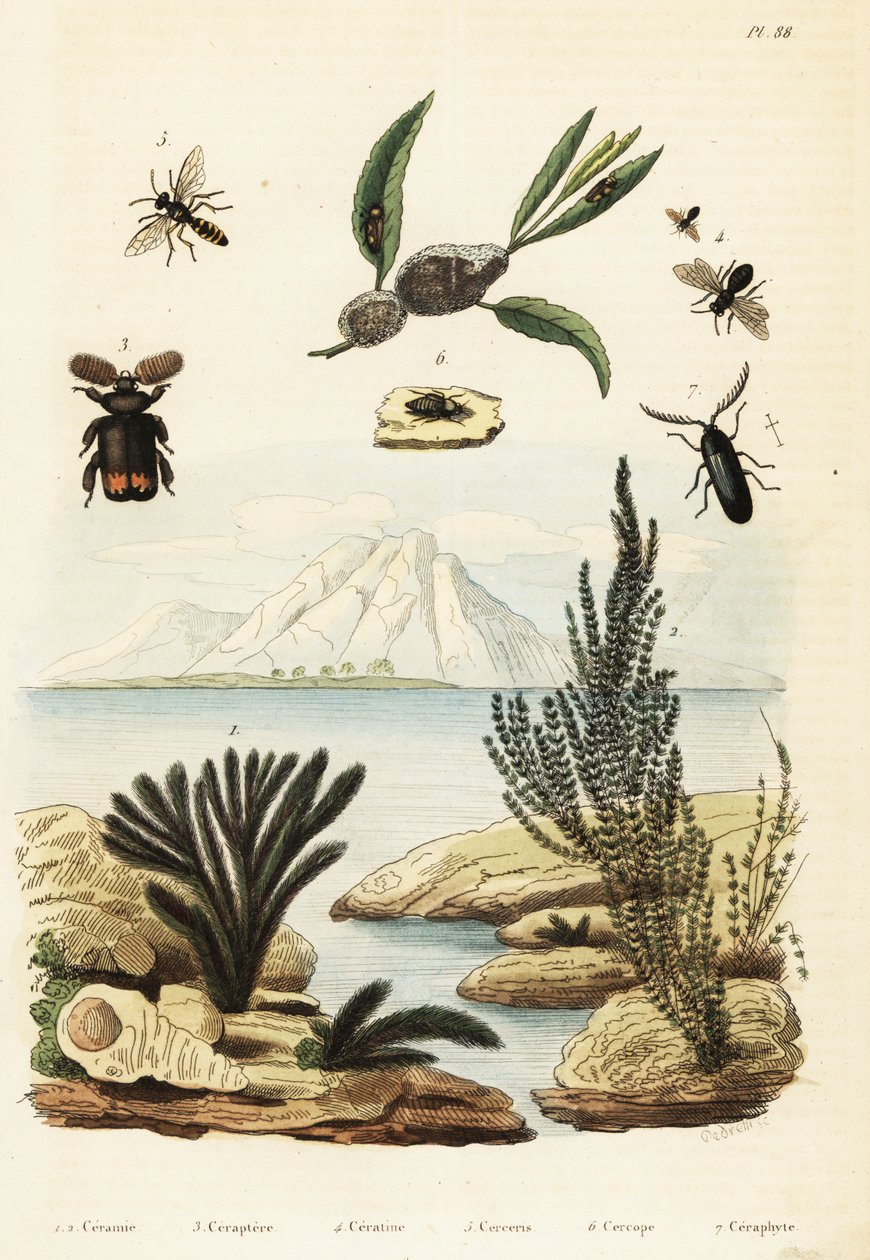 Glony, pszczoły, osy i froghopper.,1834-1839 (grawerowanie) autorstwa Regina Catherine Carey