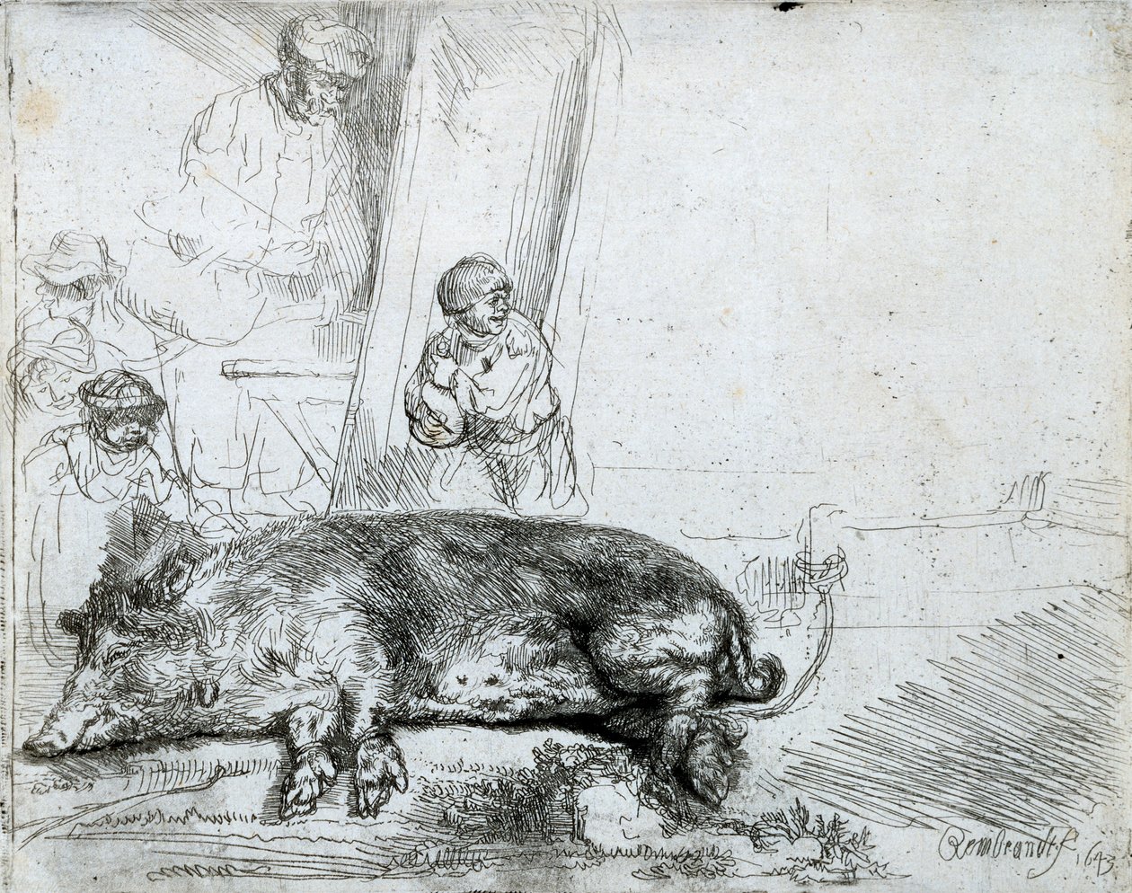 Wieprz, 1643 autorstwa Rembrandt van Rijn