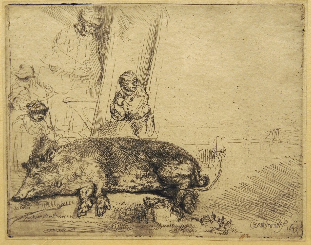 Wieprz autorstwa Rembrandt van Rijn